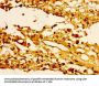 HIST1H1E (Ab-25) Antibody