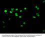 HIST1H1E (Ab-25) Antibody