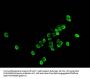 Acetyl-HIST1H1E (K33) Antibody