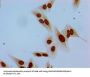 Phospho-HIST1H1E (S35) Antibody