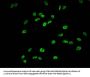 Phospho-HIST1H1E (S35) Antibody