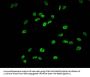 Phospho-HIST1H1E (S35) Antibody