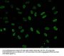 Acetyl-HIST1H1E (K51) Antibody