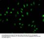 Acetyl-HIST1H1E (K63) Antibody