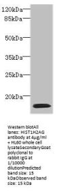 HIST1H2AG Antibody