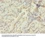 HIST1H2AG Antibody