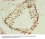 HIST1H2AG Antibody