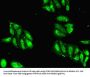 HIST1H2AG Antibody
