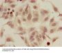 Acetyl-HIST1H2AG (K5) Antibody