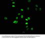 Acetyl-HIST1H2AG (K5) Antibody