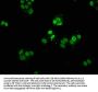Mono-methyl-HIST1H2AG (K9) Antibody