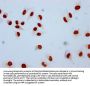 Mono-methyl-HIST1H2AG (K9) Antibody