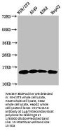 HIST1H2AG (Ab-118) Antibody
