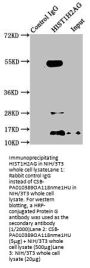 HIST1H2AG (Ab-118) Antibody