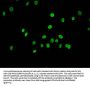 Acetyl-HIST1H2AG (K15) Antibody