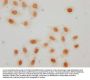 Crotonyl-HIST1H2AG (K36) Antibody