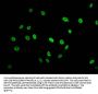 Acetyl-HIST1H2AG (K74) Antibody