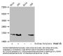 2-hydroxyisobutyryl-HIST1H2AG (K74) Antibody