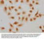 2-hydroxyisobutyryl-HIST1H2AG (K95) Antibody
