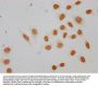 Acetyl-HIST1H2AG (K9) Antibody