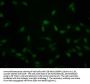 Crotonyl-HIST1H2AG (K118) Antibody