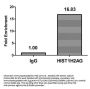 Crotonyl-HIST1H2AG (K118) Antibody