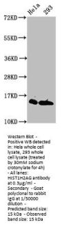 Crotonyl-HIST1H2AG (K118) Antibody