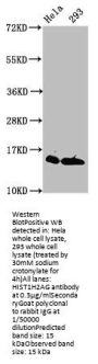 Crotonyl-HIST1H2AG (K118) Antibody