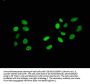 HIST1H2AG (Ab-119) Antibody
