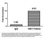 Crotonyl-HIST1H2AG (K125) Antibody