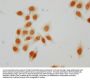 Acetyl-HIST1H2AG (K15) Antibody