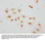 Mono-methyl-HIST1H2AG (R29) Antibody