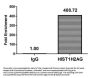 Acetyl-HIST1H2AG (K36) Antibody