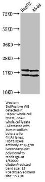 Acetyl-HIST1H2AG (K36) Antibody