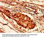 HIST1H2AG (Ab-36) Antibody