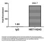 HIST1H2AG (Ab-36) Antibody
