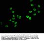 HIST1H2AG (Ab-36) Antibody
