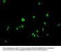 Formyl-HIST1H2AG (K95) Antibody