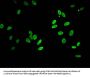 Acetyl-HIST1H2BB (K5) Antibody