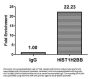 Acetyl-HIST1H2BB (K5) Antibody