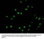 Acetyl-HIST1H2BB (K16) Antibody