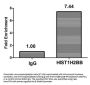 Acetyl-HIST1H2BB (K16) Antibody