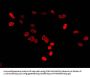 HIST1H2BB (Ab-16) Antibody