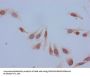 Acetyl-HIST1H2BB (K5) Antibody