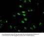 Acetyl-HIST1H2BB (K5) Antibody