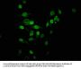 Acetyl-HIST1H2BB (K16) Antibody