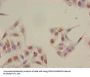 Acetyl-HIST1H2BB (K16) Antibody