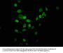 Acetyl-HIST1H2BB (K16) Antibody