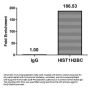Acetyl-HIST1H2BC (K116) Antibody