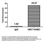 HIST1H2BC (Ab-116) Antibody